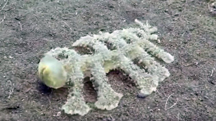 Encontraron una misteriosa criatura de 13 patas y cabeza transparente