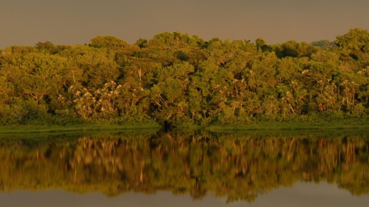 Parque Nacional Yasuní. (Foto: http://areasprotegidas.ambiente.gob.ec/) Parque Nacional Yasuní. (Foto: http://areasprotegidas.ambiente.gob.ec/)
