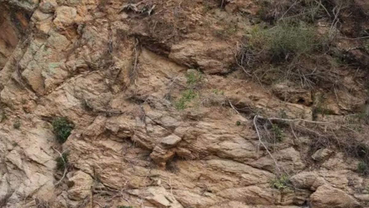 El ciervo oculto en este acertijo visual es muy difícil de encontrar.