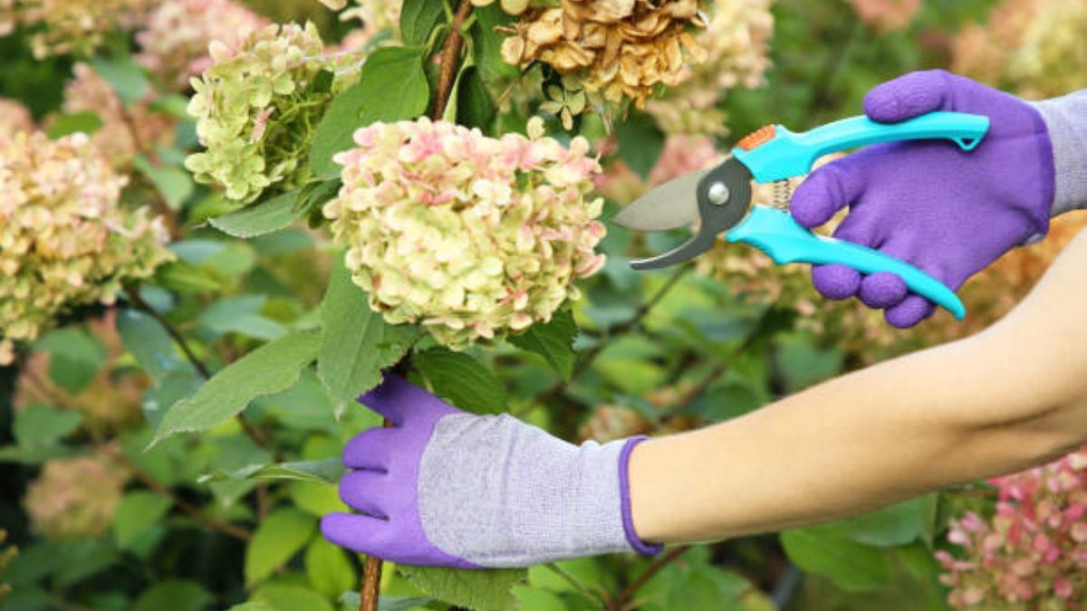 Este es el mejor momento para podar una hortensia.