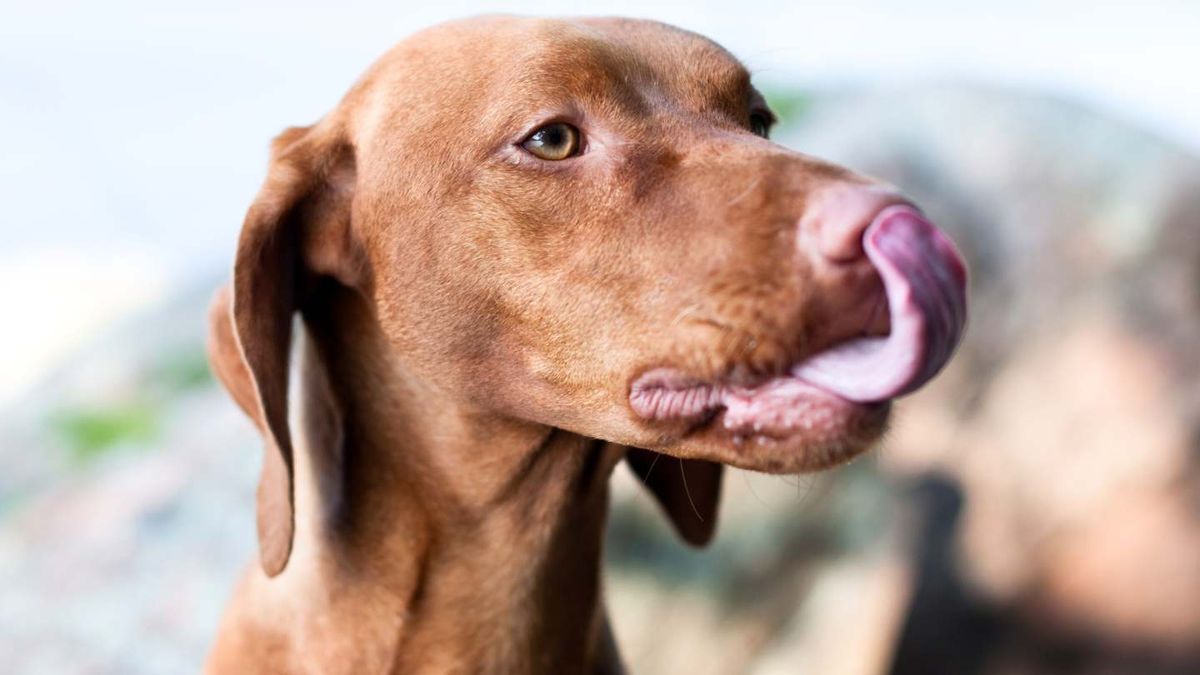 Qu Significa Que Mi Perro Se Relame Seg N La Mirada Veterinaria