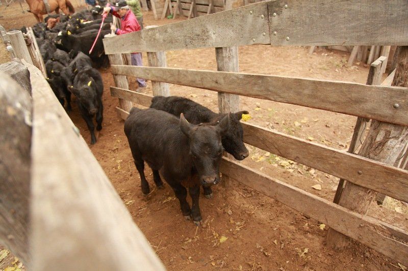 Entregaron subsidio por $4 millones a ganaderos locales