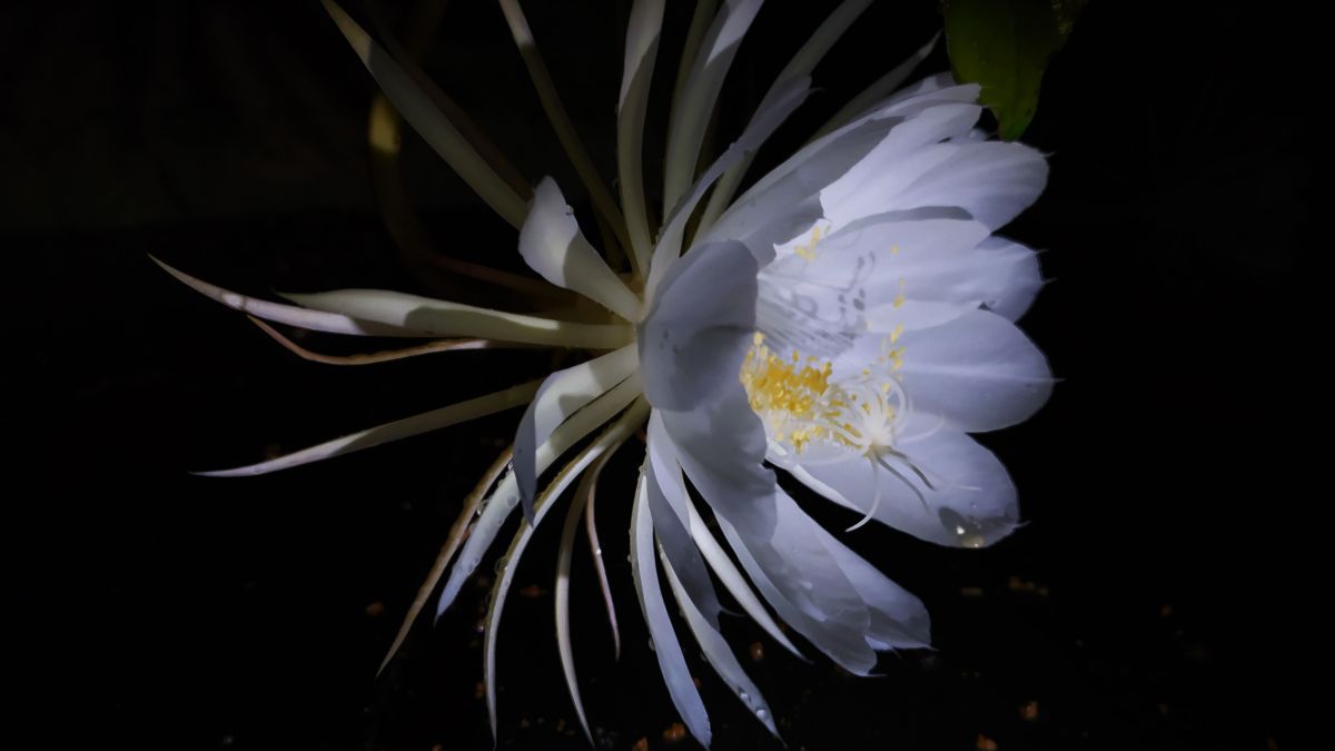 Dama de la noche. Dama de la noche. 