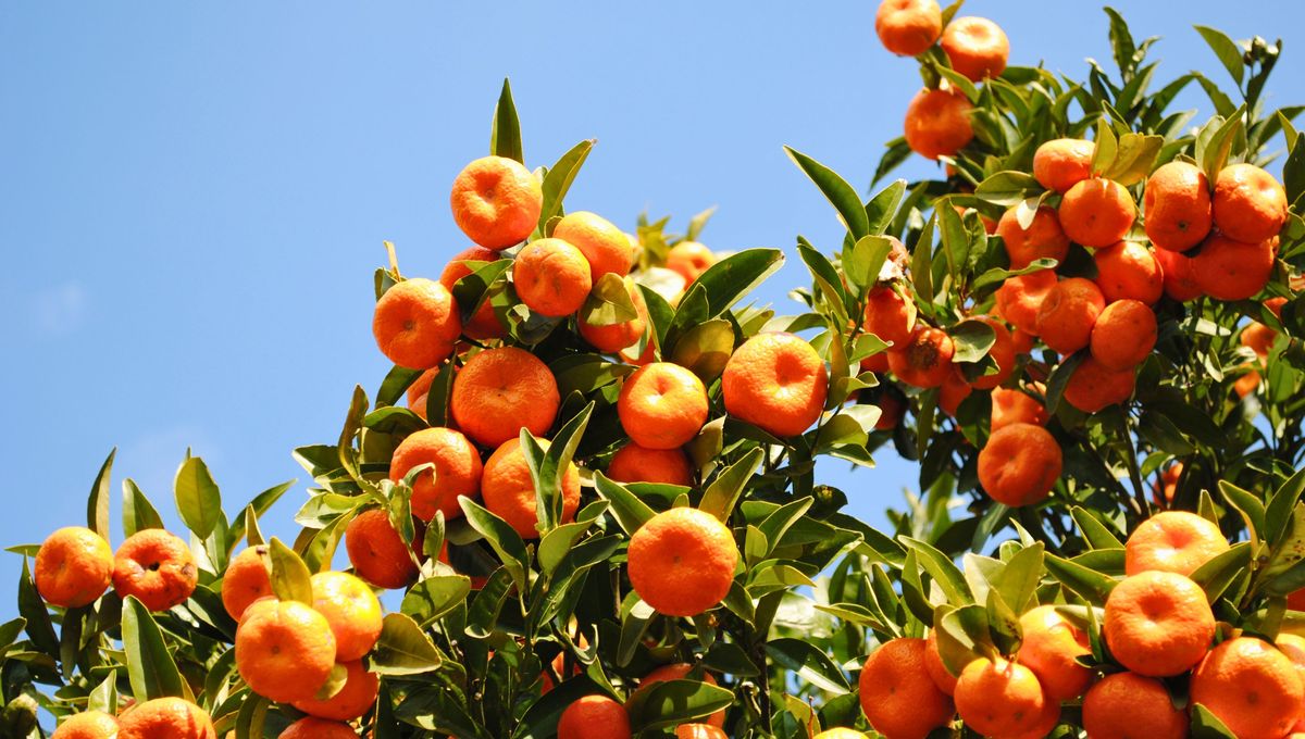 El otoño, por ejemplo, es la época de las mandarinas. El otoño, por ejemplo, es la época de las mandarinas. 