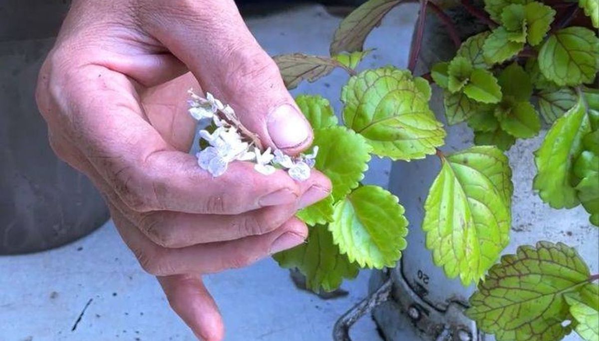 Lo ideal es ubicarla en un espacio con luz natural indirecta. Lo ideal es ubicarla en un espacio con luz natural indirecta.