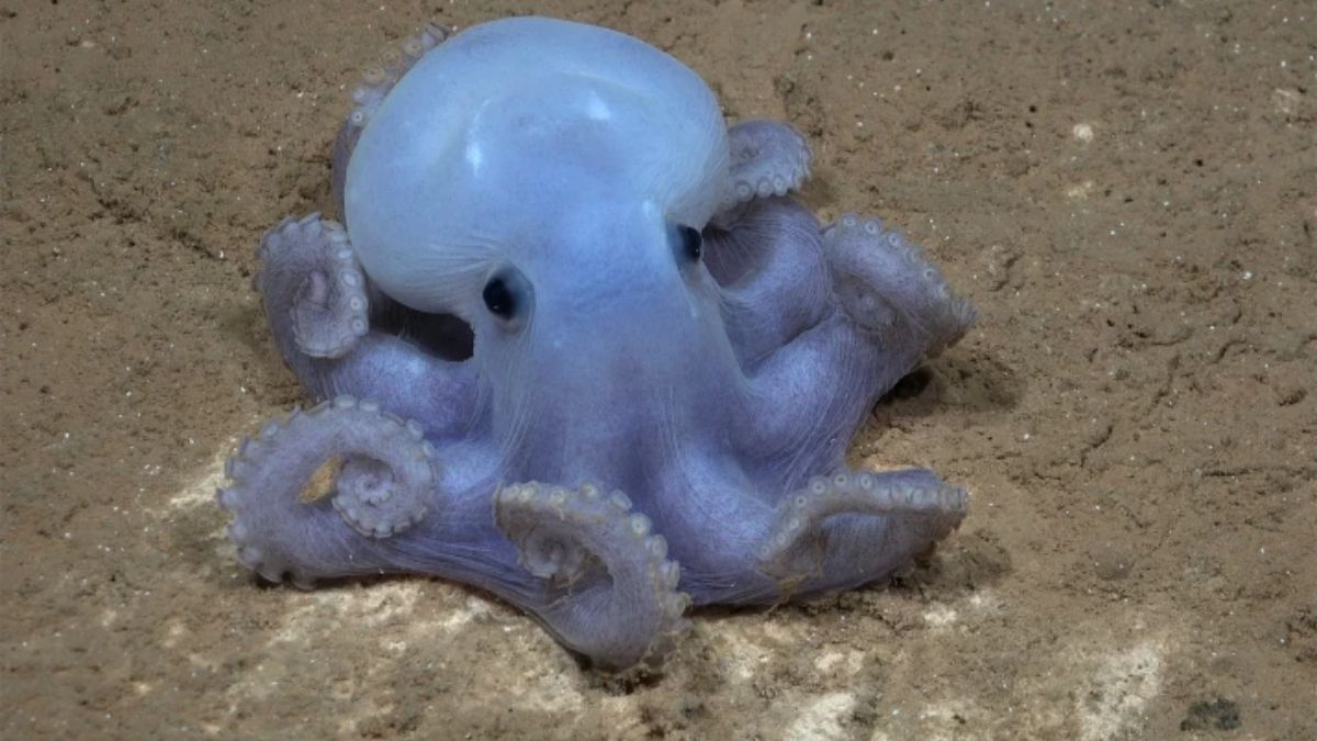 Una especie rara apodada el pulpo Casper, pero que aún no ha sido descrita científicamente, vista en la dorsal de Nazca. La zona cuenta con un endemismo marino extremadamente alto, lo que significa que hay especies que solo viven allí (Imagen: ROV SuBastian / Schmidt Ocean Institute, CC BY NC SA) Una especie rara apodada el pulpo Casper, pero que aún no ha sido descrita científicamente, vista en la dorsal de Nazca. La zona cuenta con un endemismo marino extremadamente alto, lo que significa que hay especies que solo viven allí (Imagen: ROV SuBastian / Schmidt Ocean Institute, CC BY NC SA)