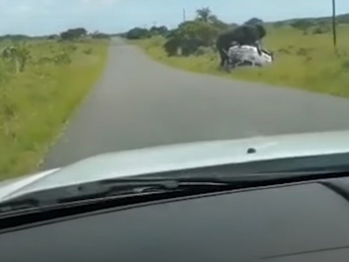 Enloqueció. Video: un elefante volcó un auto con una familia dentro.