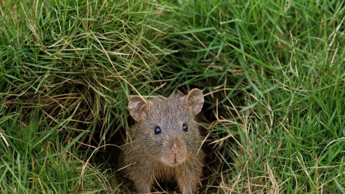 Las ratas son una de las plagas más comunes en el jardín. Las ratas son una de las plagas más comunes en el jardín.
