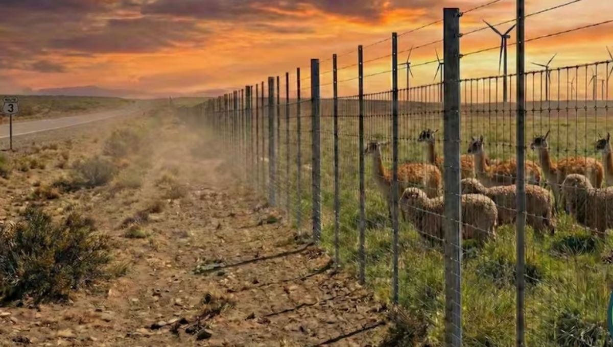 Argentina construye una frontera de más de 300 km para defender la ganadería