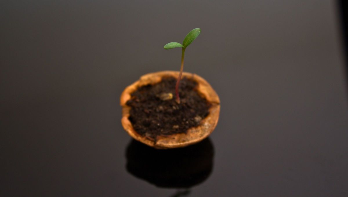 Este tipo de cáscaras tienen muchos beneficios. Este tipo de cáscaras tienen muchos beneficios.