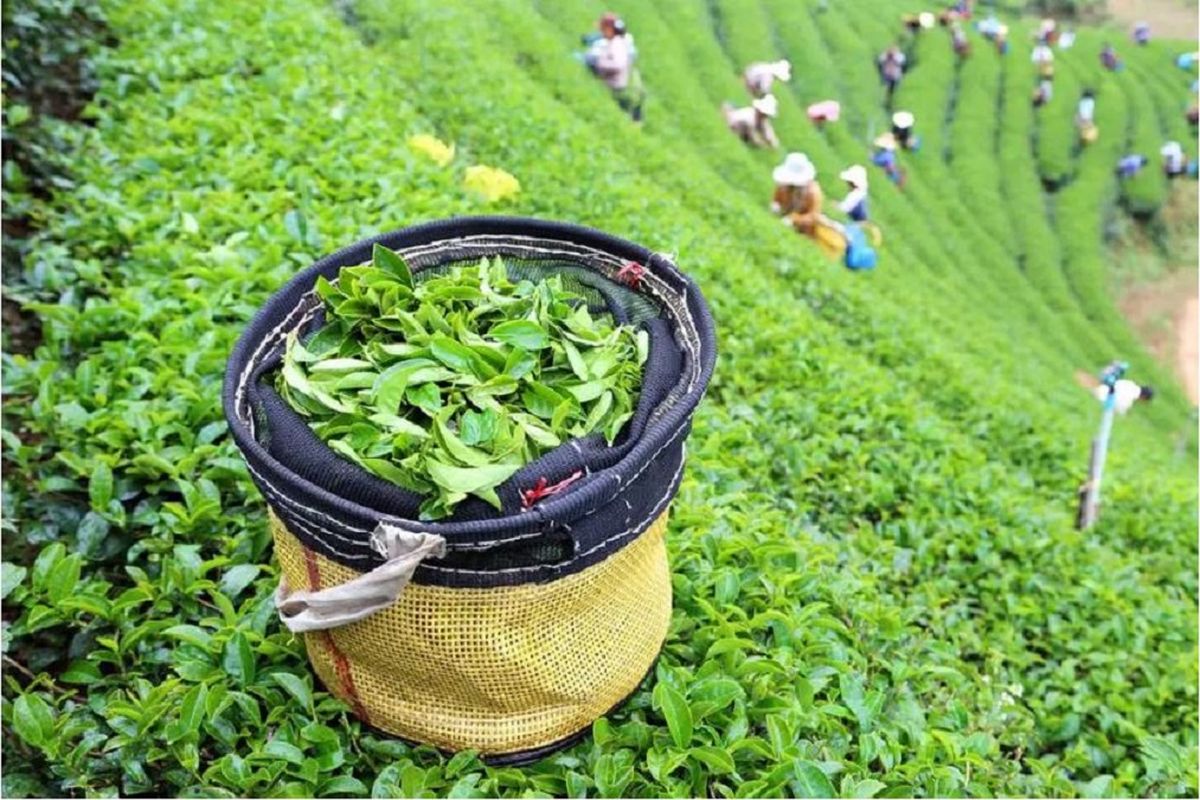 El cultivo del té proporciona empleo e ingresos a millones de pequeños productores.