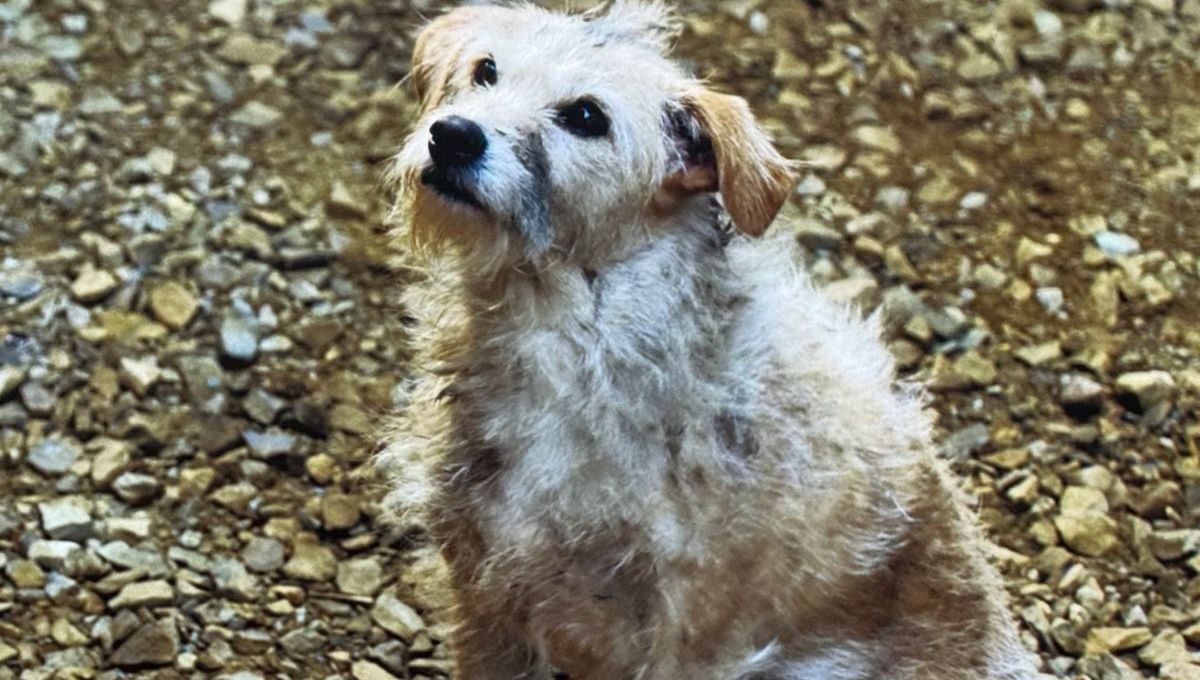 La emocionante historia de Boby, el perro de House of the Dragon