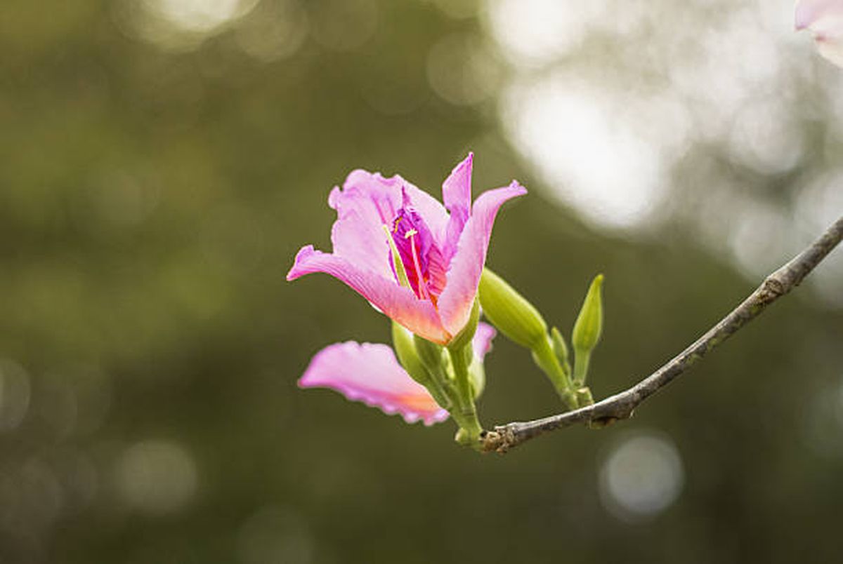 Bauhinia o pata de vaca. Bauhinia o pata de vaca.