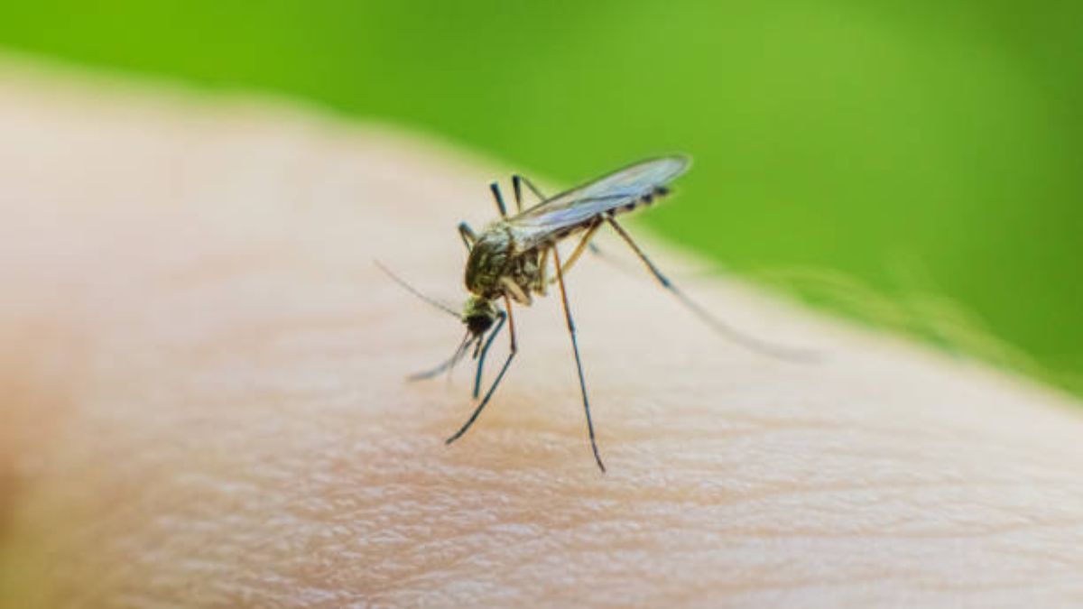 Dile adiós a los mosquitos gracias a esta planta aromática.