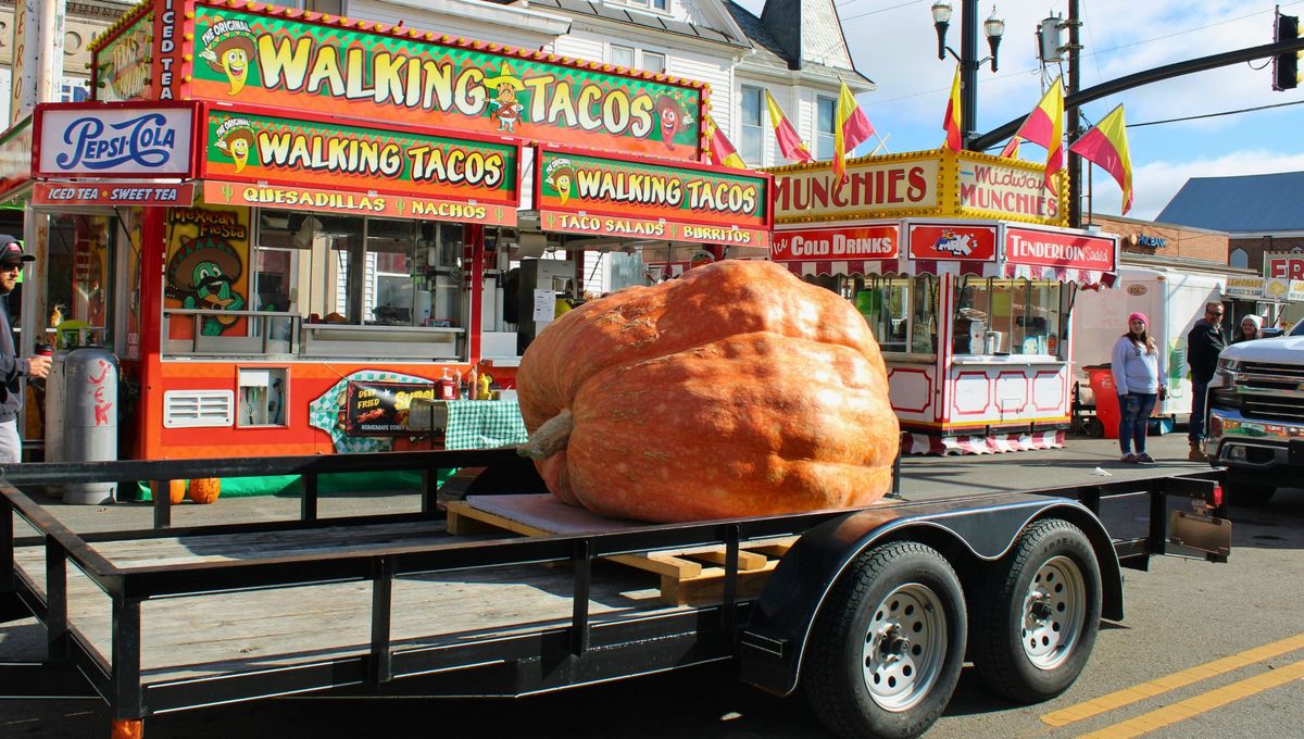 Se trata de un tipo de calabaza gigante, que incluso debe ser transportada en grúas por su gran peso Se trata de un tipo de calabaza gigante, que incluso debe ser transportada en grúas por su gran peso