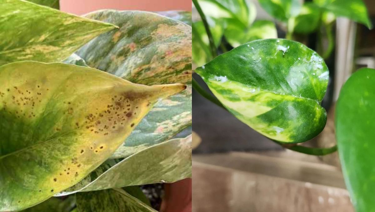 Muchas afecciones pueden atacar a tus plantas de interior.&nbsp;
