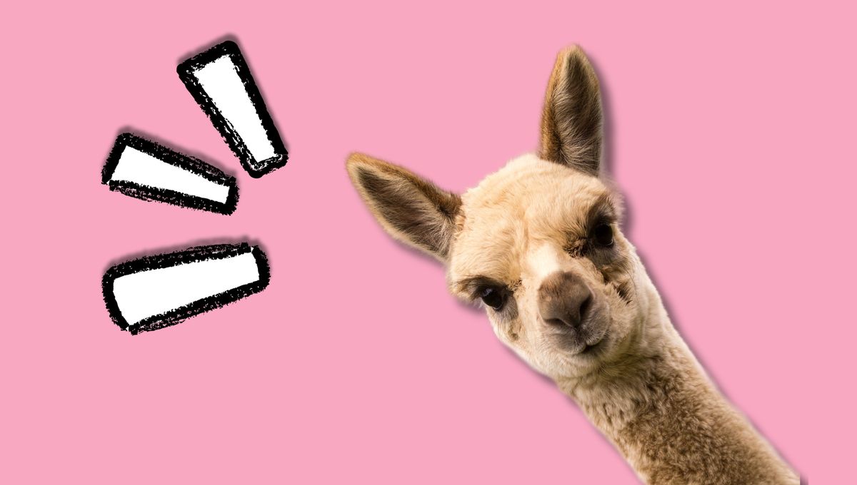 Cuatro animales hermosos y llamativos con muchas diferencias