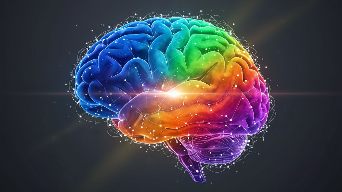 El cerebro alcanza su esplendor en la madurez. El cerebro alcanza su esplendor en la madurez.