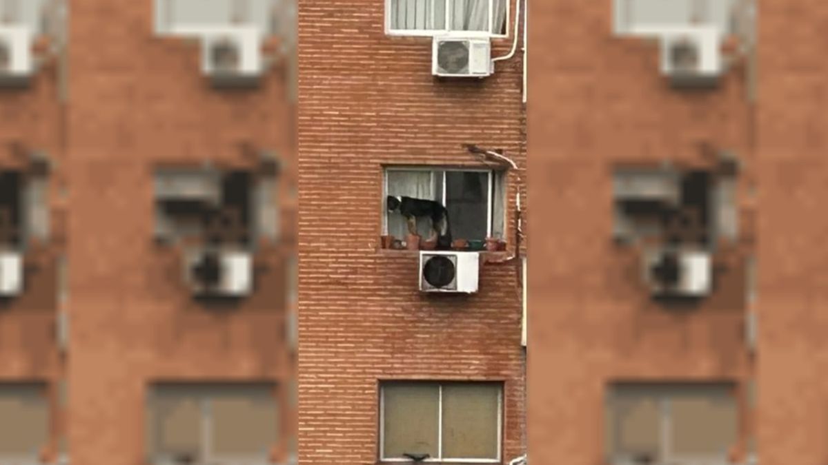 Rescataron a un perro que estaba al borde de una ventana en un sexto piso