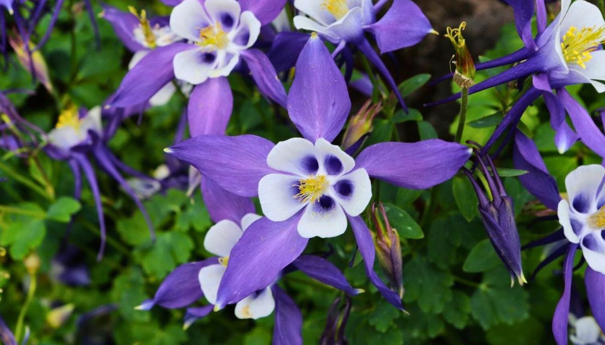 Aquilegia vulgaris se puede cultivar a partir de plántulas o semillas. Imagen: Freepik. Aquilegia vulgaris se puede cultivar a partir de plántulas o semillas. Imagen: Freepik.