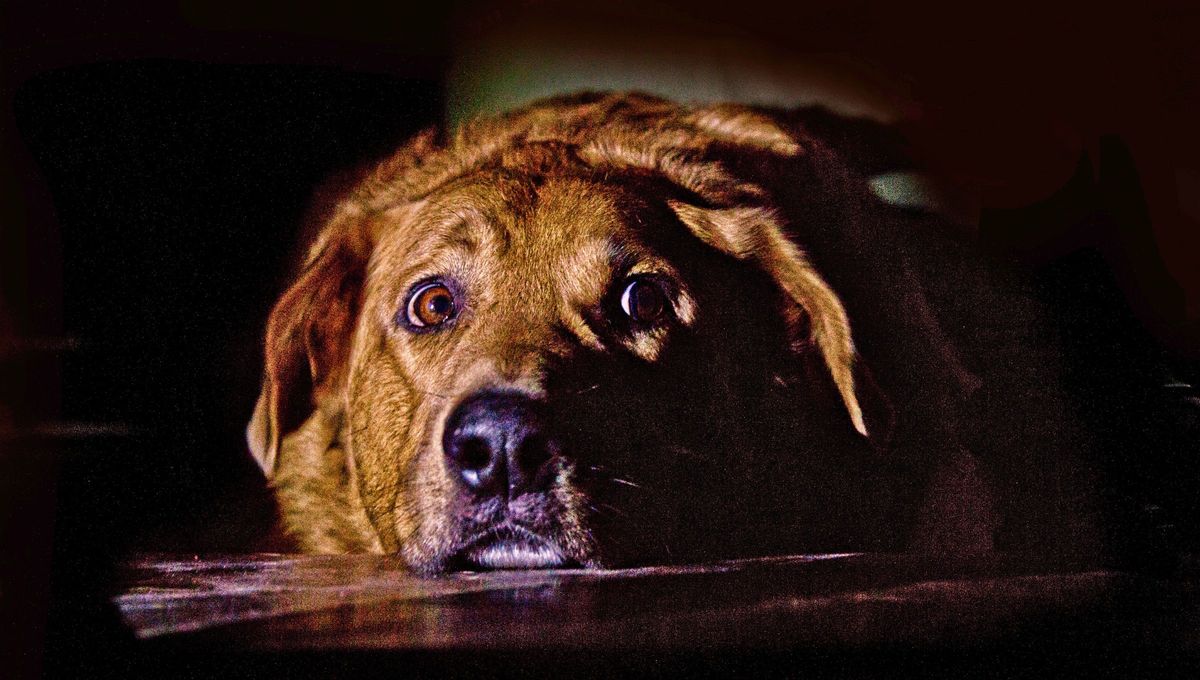 Los perros experimentan niveles intensos de ansiedad ante los fuegos artificiales debido a su agudo sentido auditivo. Los perros experimentan niveles intensos de ansiedad ante los fuegos artificiales debido a su agudo sentido auditivo. 