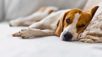 Qué significa que tu perro suspire cuando está echado y cuándo debes preocuparte Qué significa que tu perro suspire cuando está echado y cuándo debes preocuparte