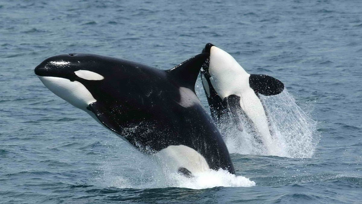 A strange discovery about orcas that ends the mystery of the ocean