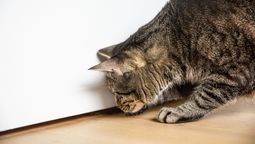 La ciencia explica el comportamiento más raro de tu gato: ¿por qué no le gustan las puertas cerradas?