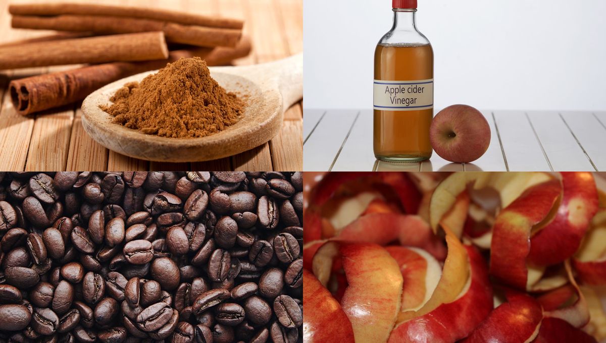 Son ingredientes cargados de nutrientes y beneficios para las plantas. Son ingredientes cargados de nutrientes y beneficios para las plantas. 