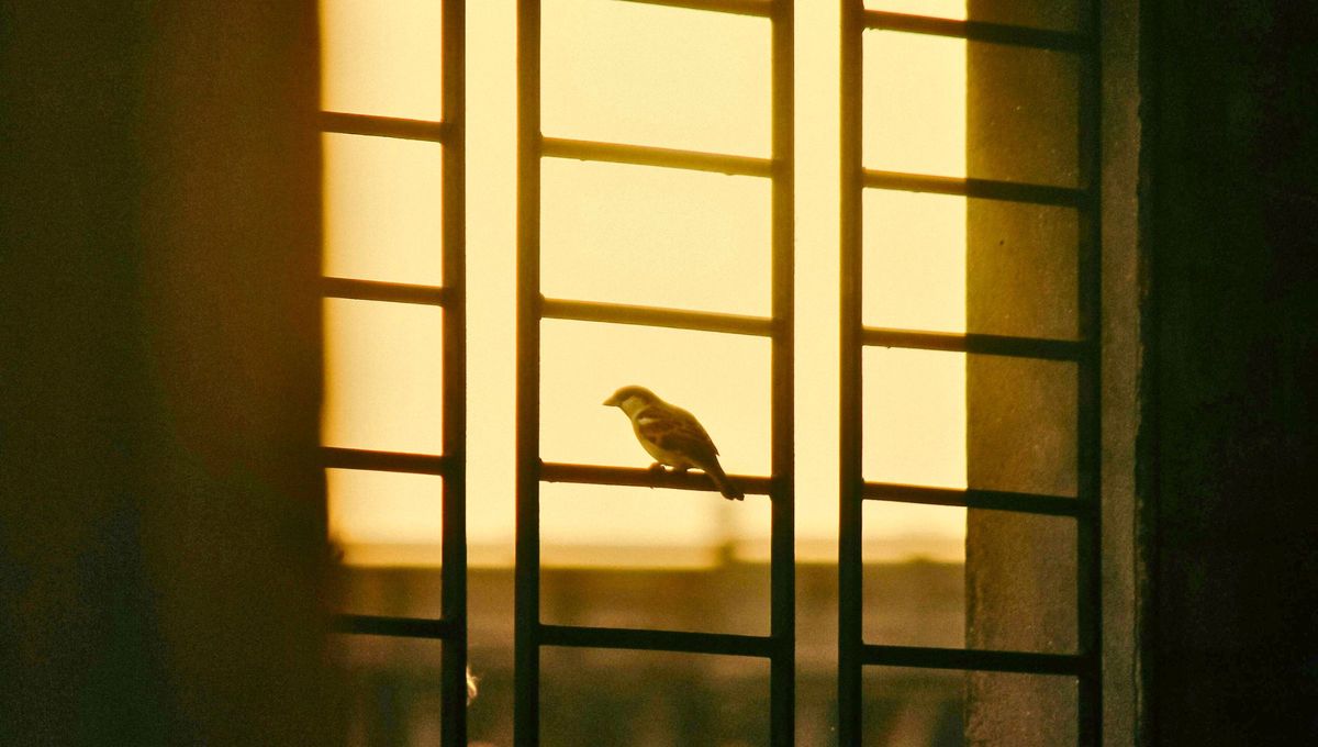 En ciertas épocas, también es probable que algunos pájaros se colocan en sitios elevados para marcar territorio. En ciertas épocas, también es probable que algunos pájaros se colocan en sitios elevados para marcar territorio.