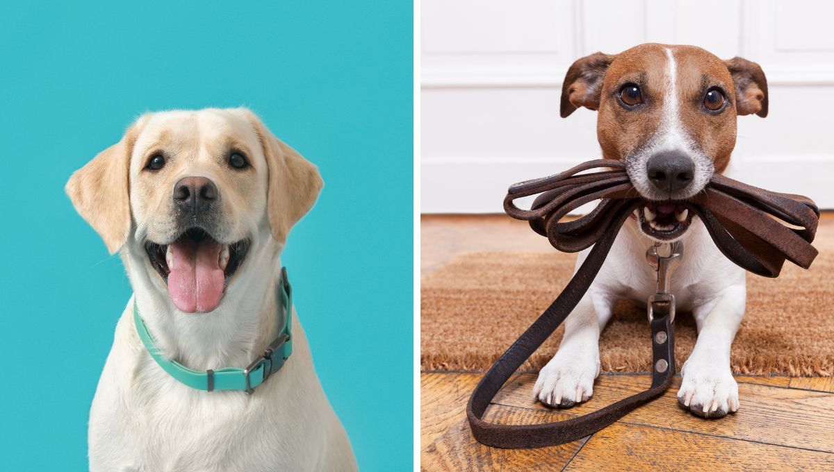 Collares para perros. Collares para perros. 