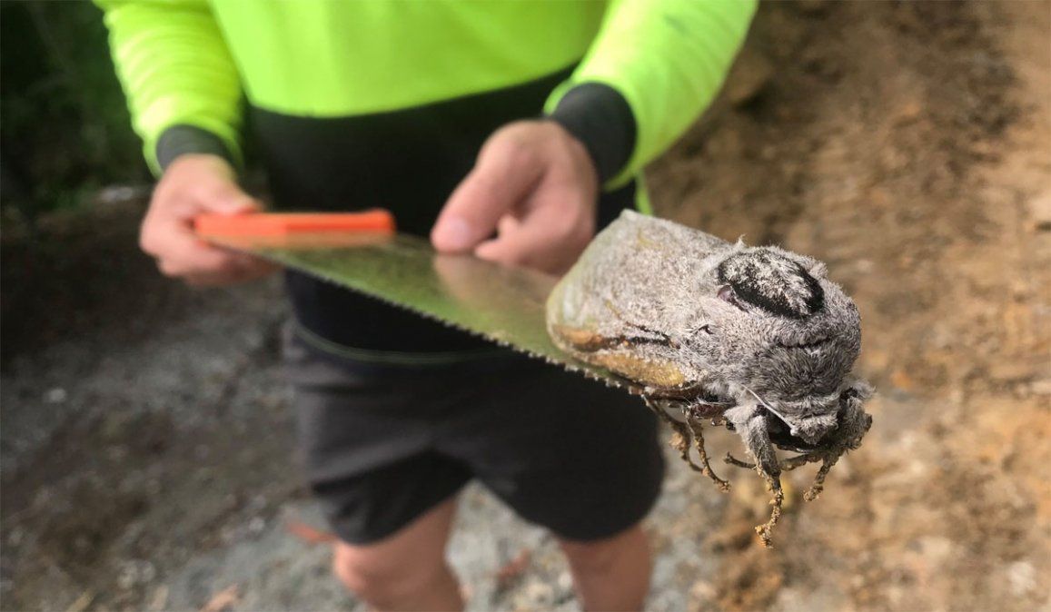 Encontraron una polilla gigante de 25 cm en una escuela