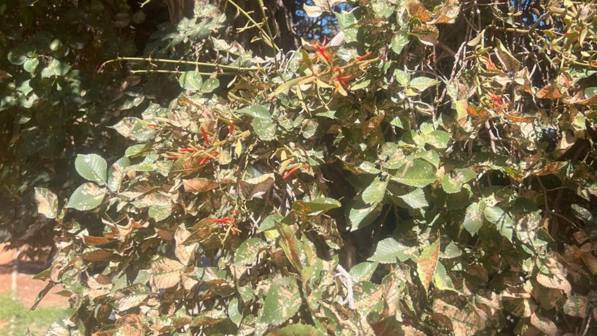 Una enredadera con una flor roja que aprovecha la debilidad del olmo para debilitarlo aún más. Una enredadera con una flor roja que aprovecha la debilidad del olmo para debilitarlo aún más.