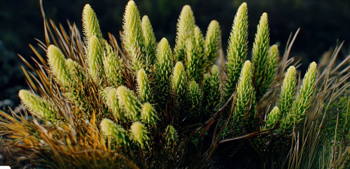 "Viagra natural". Así la llaman a la popularmente conocida como cola de quirquincho, una planta que mejora la actividad sexual. "Viagra natural". Así la llaman a la popularmente conocida como cola de quirquincho, una planta que mejora la actividad sexual.