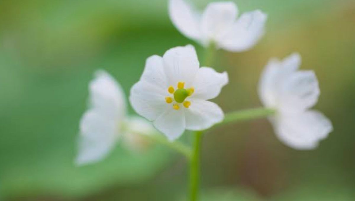 La Diphylleia grayi florece en las montañas Apalaches, en Estados Unidos, único país de América en donde crece. La Diphylleia grayi florece en las montañas Apalaches, en Estados Unidos, único país de América en donde crece. 