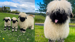 El video de las ovejas Valais Blacknose conquista corazones por su adorable apariencia