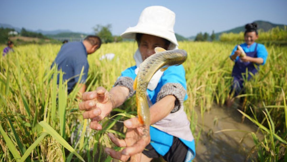 Se construyen zanjas, surcos o pequeños estanques dentro de los arrozales para que sirvan de refugio a los peces durante los períodos secos. Fuente: Yangwukui Se construyen zanjas, surcos o pequeños estanques dentro de los arrozales para que sirvan de refugio a los peces durante los períodos secos. Fuente: Yangwukui 
