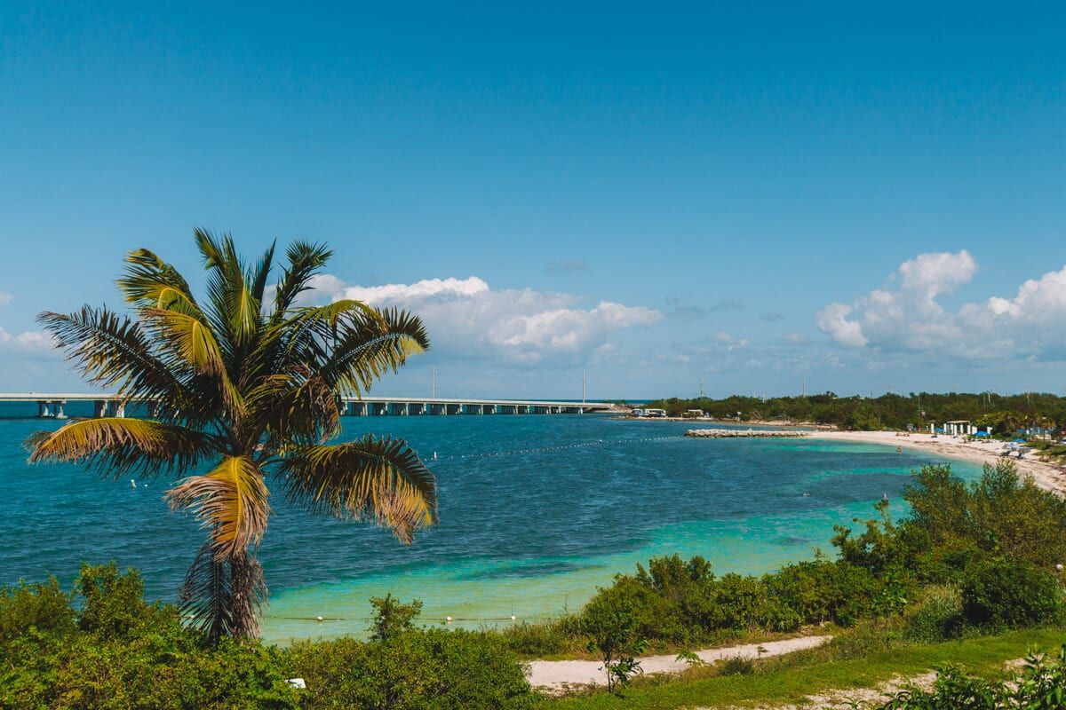 Florida se quedó sin una especie de cáctus debido a la suba del nivel del mar.