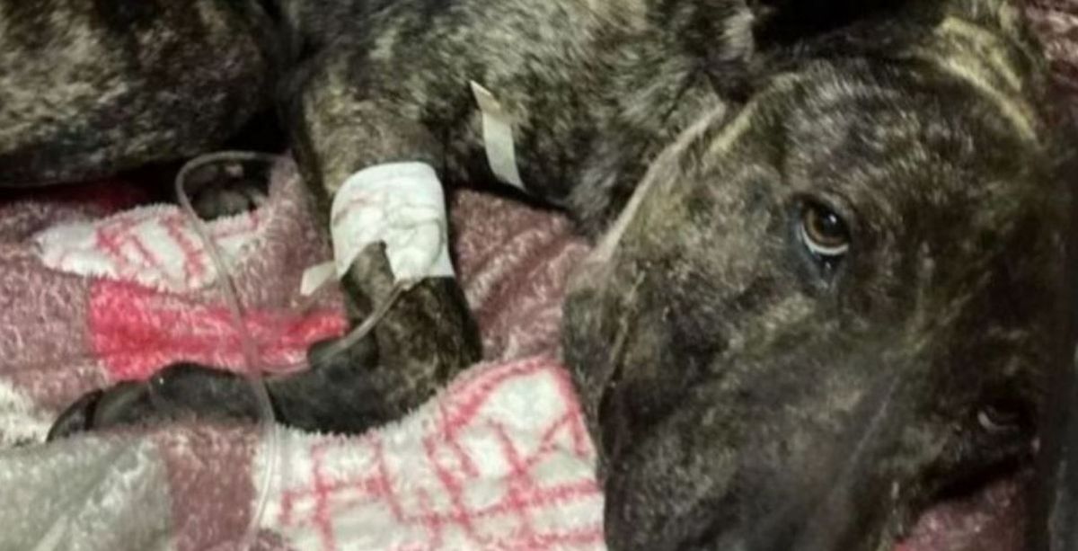 Maltrato animal. Baleó a un perro y tendrá pagar una multa de 100.000 pesos.
