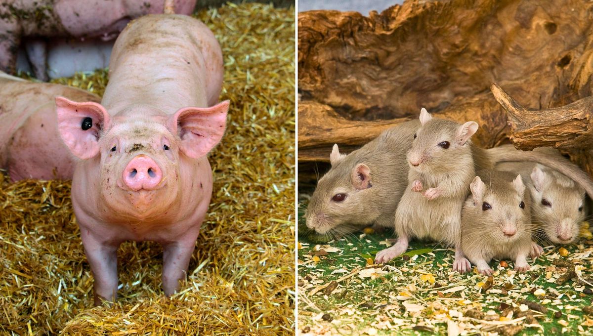 Los cerdos y algunos roedores son capaces de usar los intestinos para respirar en determinadas situaciones de emergencia.&nbsp;