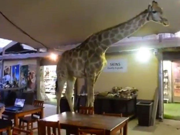 Video: una jirafa entró a un restaurante y sorprendió a todos los clientes