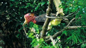 Cazadores furtivos buscan pico de ave rara en sureste asiático