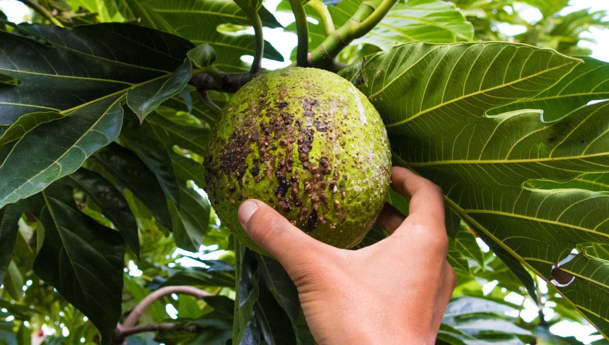 El árbol de América Latina que crece donde nada crece: alimenta a millones en el mundo y desató un motín El árbol de América Latina que crece donde nada crece: alimenta a millones en el mundo y desató un motín