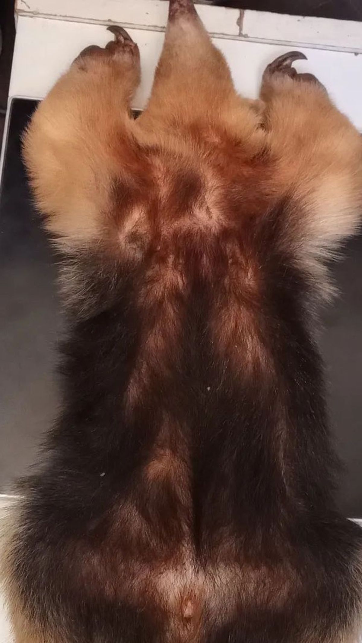 Le hicieron radiografías para descartar problemas pulmonares u otras lesiones.