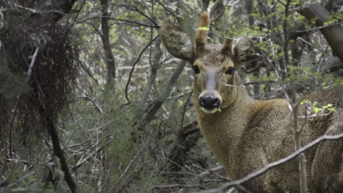Foto: Fundación Temaikèn Foto: Fundación Temaikèn