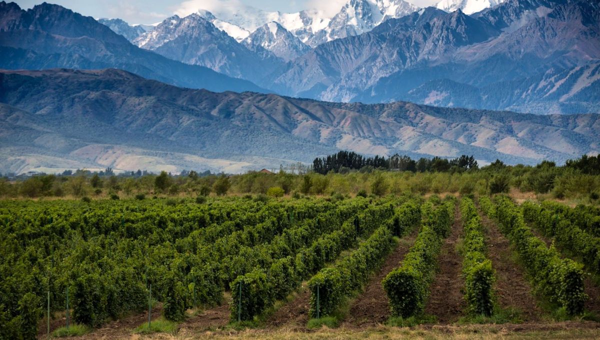 Las bodegas son una de las principales fuentes de empleo en Mendoza. Las bodegas son una de las principales fuentes de empleo en Mendoza.