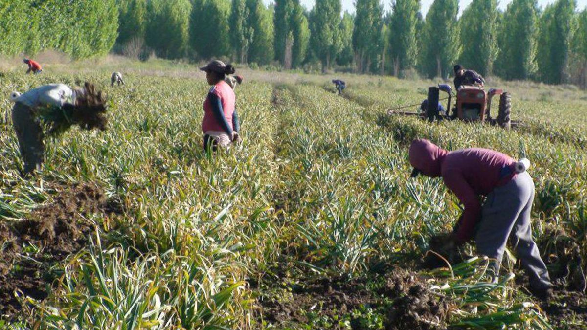 Para la cosecha del ajo algunos buscan mano de obra, otros volvieron a contratar a los golondrina que se quedaron en Mendoza durante la pandemia.