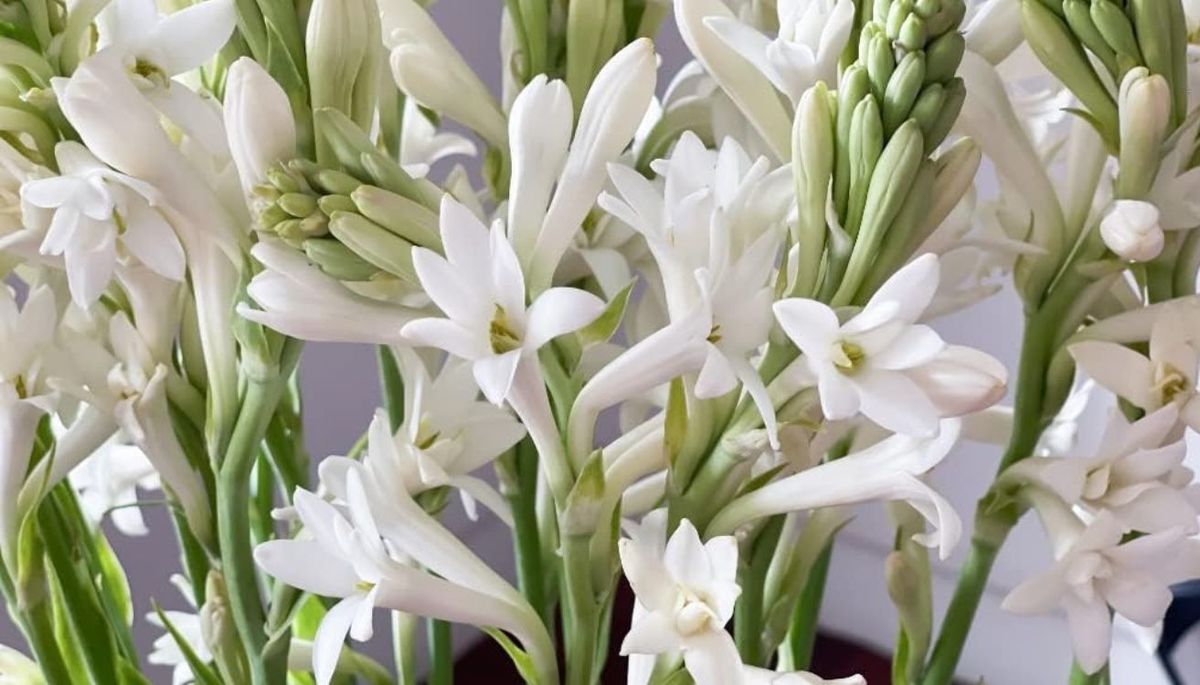 Esta planta tambi&eacute;n es conocida como narcizo.