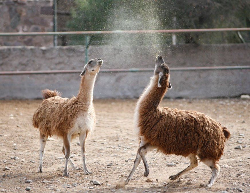 Inician la adopción de bichos del ex Zoo