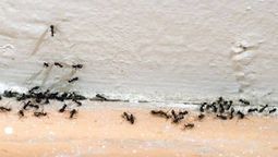 Elimina para siempre las hormigas negras del jardín con un solo ingrediente